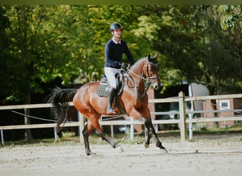 Cheval de sport allemand, Jument, 6 Ans, 168 cm, Bai brun