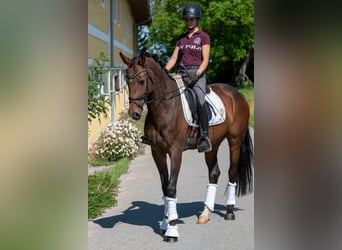 Cheval de sport allemand, Jument, 6 Ans, 168 cm, Bai