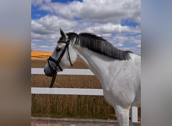 Cheval de sport allemand, Jument, 6 Ans, 168 cm, Gris