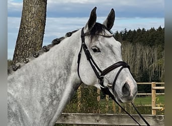 Cheval de sport allemand, Jument, 6 Ans, 168 cm, Gris