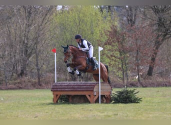 Cheval de sport allemand, Jument, 6 Ans, 169 cm, Bai