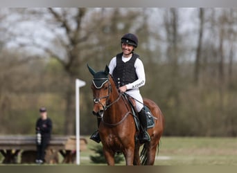 Cheval de sport allemand, Jument, 6 Ans, 169 cm, Bai