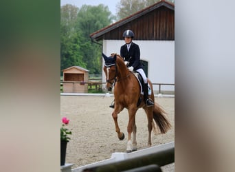 Cheval de sport allemand, Jument, 6 Ans, 170 cm, Alezan