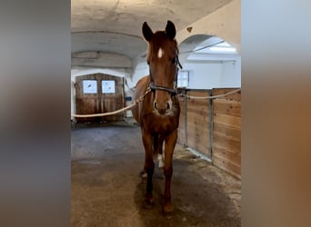 Cheval de sport allemand, Jument, 6 Ans, 170 cm, Alezan