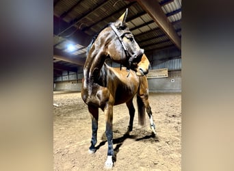 Cheval de sport allemand, Jument, 6 Ans, 170 cm, Bai brun