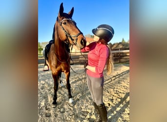 Cheval de sport allemand, Jument, 6 Ans, 170 cm, Bai brun