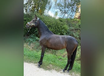 Cheval de sport allemand, Jument, 6 Ans, 170 cm, Bai