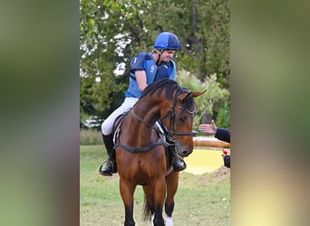 Cheval de sport allemand, Jument, 6 Ans, 170 cm, Bai