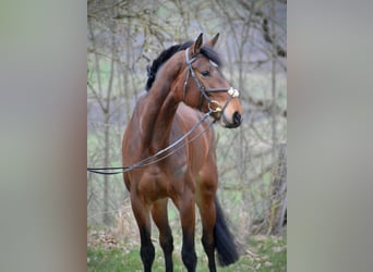 Cheval de sport allemand, Jument, 6 Ans, 170 cm, Bai