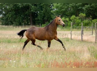 Cheval de sport allemand, Jument, 6 Ans, 170 cm, Buckskin