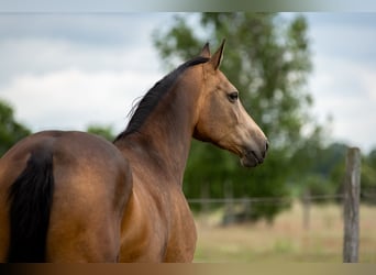Cheval de sport allemand, Jument, 6 Ans, 170 cm, Buckskin