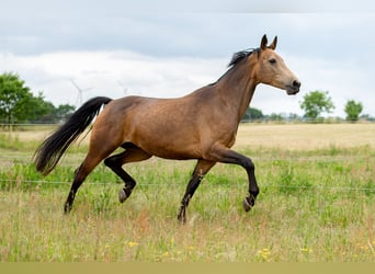 Cheval de sport allemand, Jument, 6 Ans, 170 cm, Buckskin