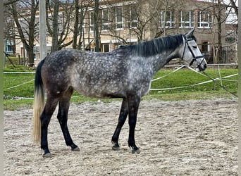Cheval de sport allemand, Jument, 6 Ans, 170 cm, Gris