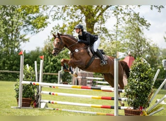 Cheval de sport allemand, Jument, 6 Ans, 171 cm, Alezan brûlé