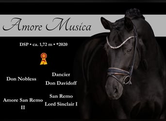 Cheval de sport allemand, Jument, 6 Ans, 171 cm, Noir