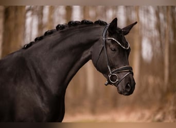 Cheval de sport allemand, Jument, 6 Ans, 171 cm, Noir