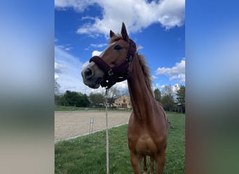 Cheval de sport allemand, Jument, 6 Ans, 172 cm, Alezan