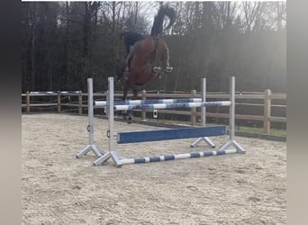 Cheval de sport allemand, Jument, 6 Ans, 172 cm, Bai