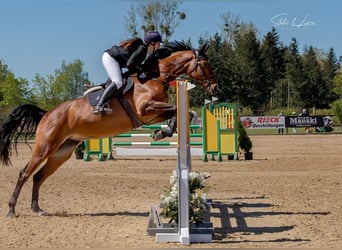 Cheval de sport allemand, Jument, 6 Ans, 172 cm, Bai