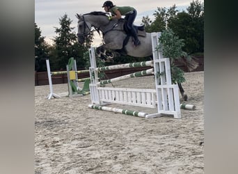 Cheval de sport allemand, Jument, 6 Ans, 172 cm, Gris pommelé