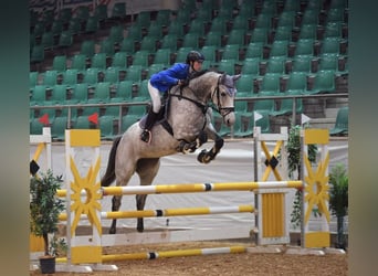 Cheval de sport allemand, Jument, 6 Ans, 172 cm, Gris pommelé