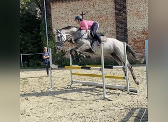 Cheval de sport allemand, Jument, 6 Ans, 172 cm, Gris pommelé
