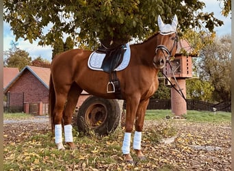 Cheval de sport allemand, Jument, 6 Ans, 173 cm, Alezan