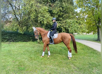 Cheval de sport allemand, Jument, 6 Ans, 173 cm, Alezan