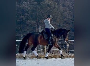 Cheval de sport allemand, Jument, 6 Ans, 175 cm, Bai brun foncé