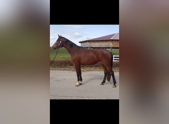 Cheval de sport allemand, Jument, 6 Ans, Bai
