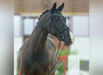 Cheval de sport allemand, Jument, 6 Ans, Noir