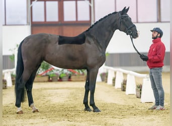 Cheval de sport allemand, Jument, 6 Ans, Noir