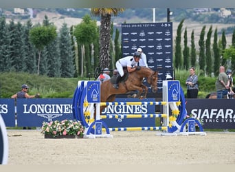Cheval de sport allemand, Jument, 7 Ans, 163 cm, Alezan brûlé