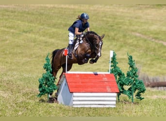 Cheval de sport allemand, Jument, 7 Ans, 163 cm, Bai brun