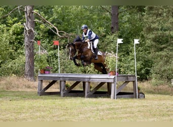 Cheval de sport allemand, Jument, 7 Ans, 163 cm, Bai brun