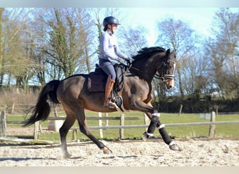 Cheval de sport allemand, Jument, 7 Ans, 163 cm, Bai brun