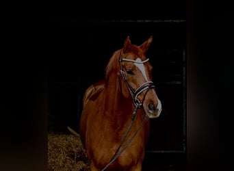Cheval de sport allemand, Jument, 7 Ans, 164 cm, Alezan