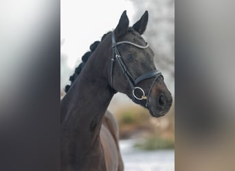 Cheval de sport allemand, Jument, 7 Ans, 164 cm, Bai brun