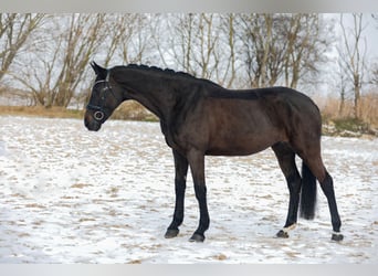 Cheval de sport allemand, Jument, 7 Ans, 164 cm, Bai brun