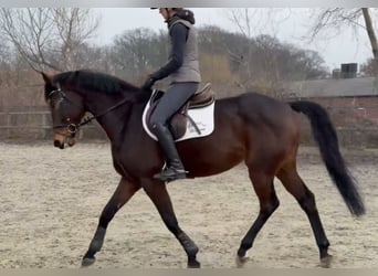 Cheval de sport allemand, Jument, 7 Ans, 164 cm, Bai brun