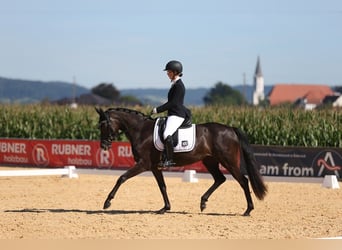 Cheval de sport allemand, Jument, 7 Ans, 164 cm, Bai brun foncé