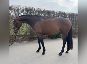 Cheval de sport allemand, Jument, 7 Ans, 165 cm, Bai