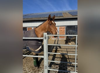 Cheval de sport allemand, Jument, 7 Ans, 165 cm, Bai