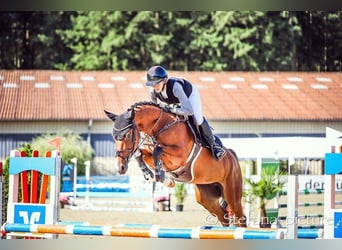 Cheval de sport allemand, Jument, 7 Ans, 165 cm, Bai