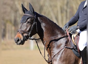 Cheval de sport allemand, Jument, 7 Ans, 166 cm, Bai brun foncé
