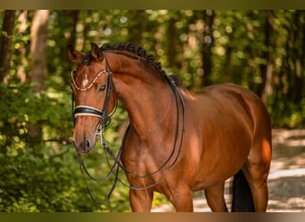 Cheval de sport allemand, Jument, 7 Ans, 166 cm, Bai