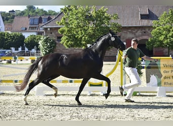 Cheval de sport allemand, Jument, 7 Ans, 166 cm, Noir