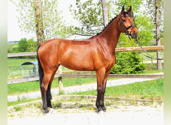Cheval de sport allemand, Jument, 7 Ans, 167 cm, Bai