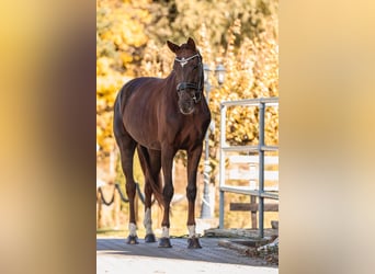 Cheval de sport allemand, Jument, 7 Ans, 168 cm, Alezan brûlé