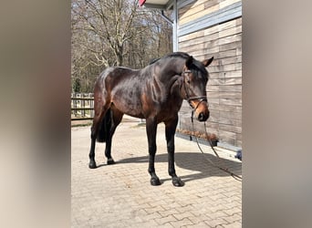 Cheval de sport allemand, Jument, 7 Ans, 168 cm, Bai